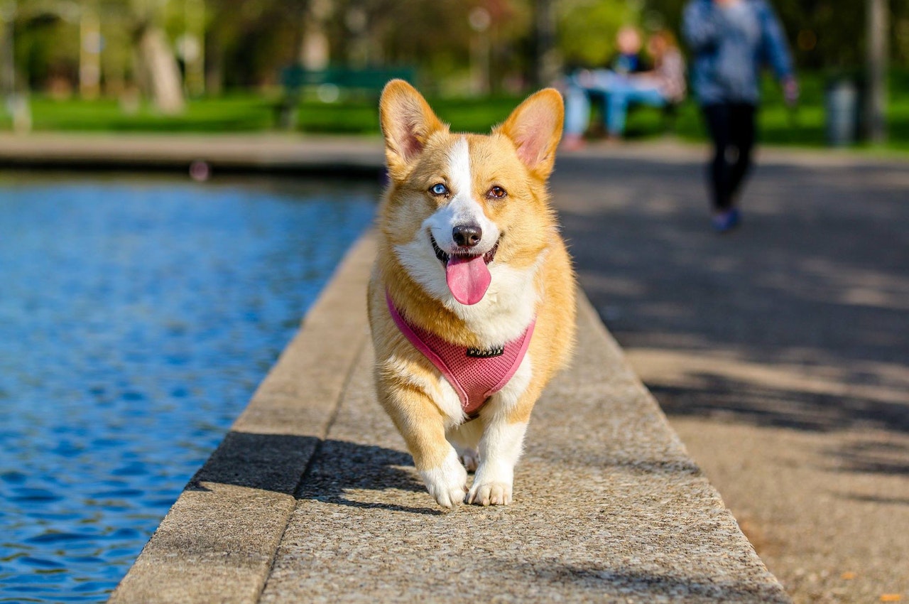 Summer Grooming Tips Adobe Animal Hospital and Clinic
