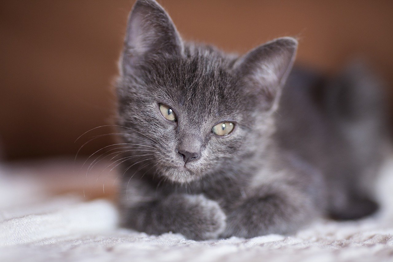 cat-2684445_1280