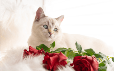 Ways to Show Your Pet Your Love on Valentine’s Day
