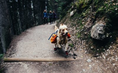 How to Tackle Ticks Safely When Hiking with Your Pet