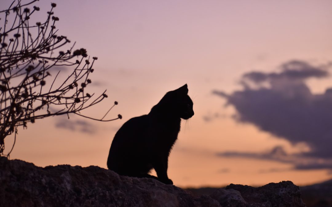 Silhouette of black cat sitting on a fence with orange sunset behind it.
