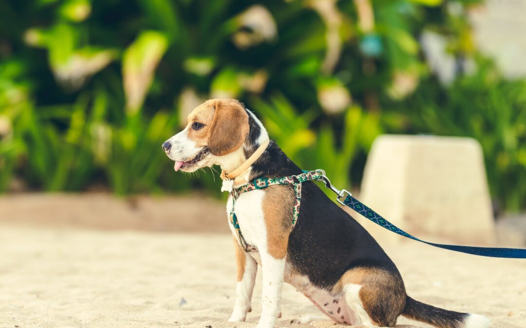 Keep Your Dog Safe On Walks: A Guide To Avoiding Pet Hazards