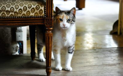 The Definitive Guide: Welcoming a New Cat into Your Home