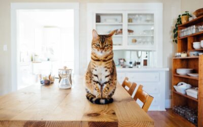 Understanding Zoonotic Diseases: Protecting Your Health and Your Pet’s Well-being