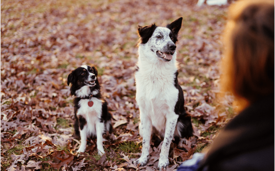 Two dogs sitting next to each other on a pile of leaves